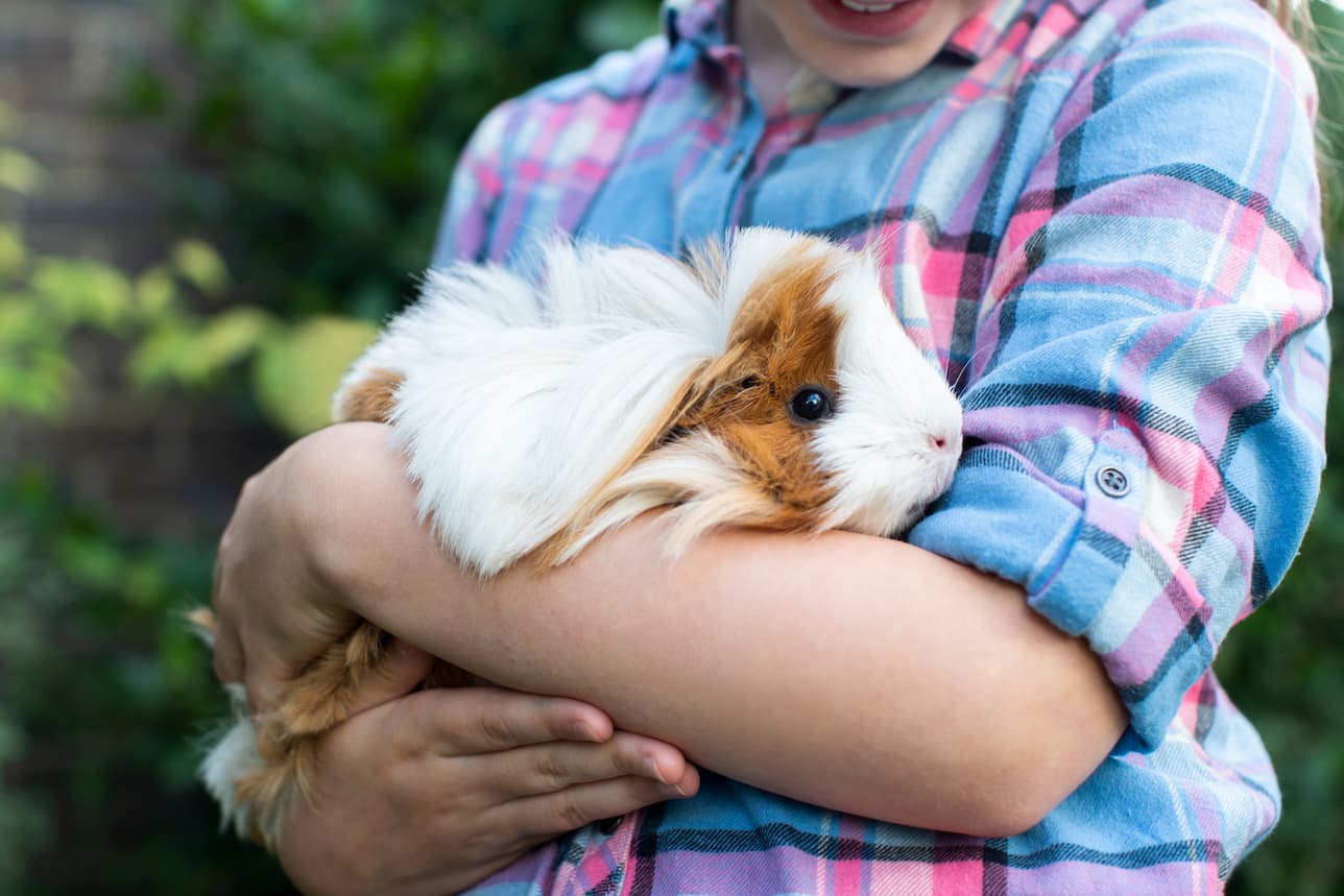 woman holding guinea pig