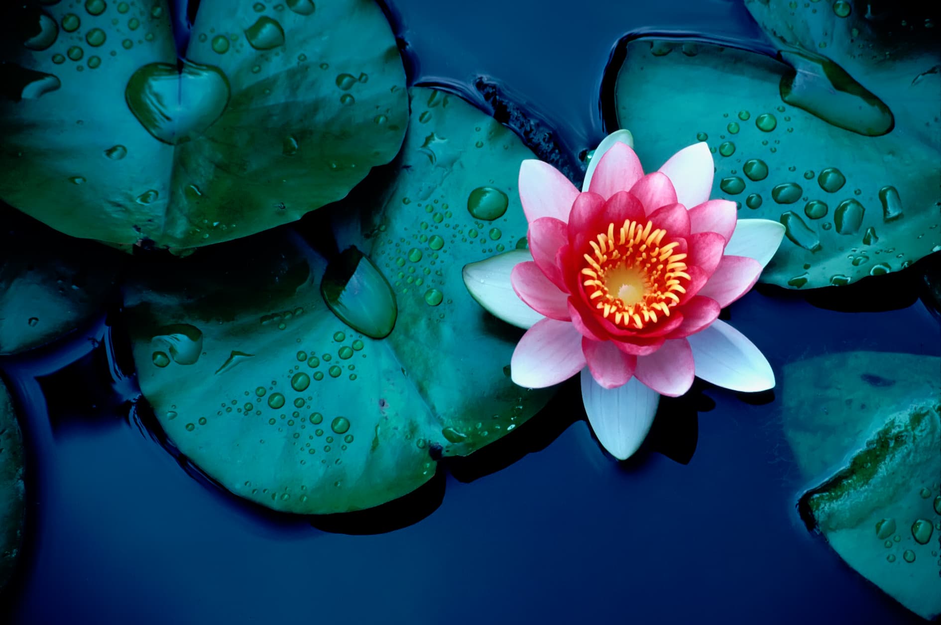 Lilly pads floating in water with bloomed flower