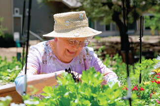 pruning plants in the garden